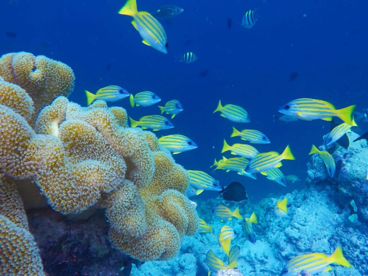 Moodhumaa Inn Guraidhoo  Dış mekan fotoğraf
