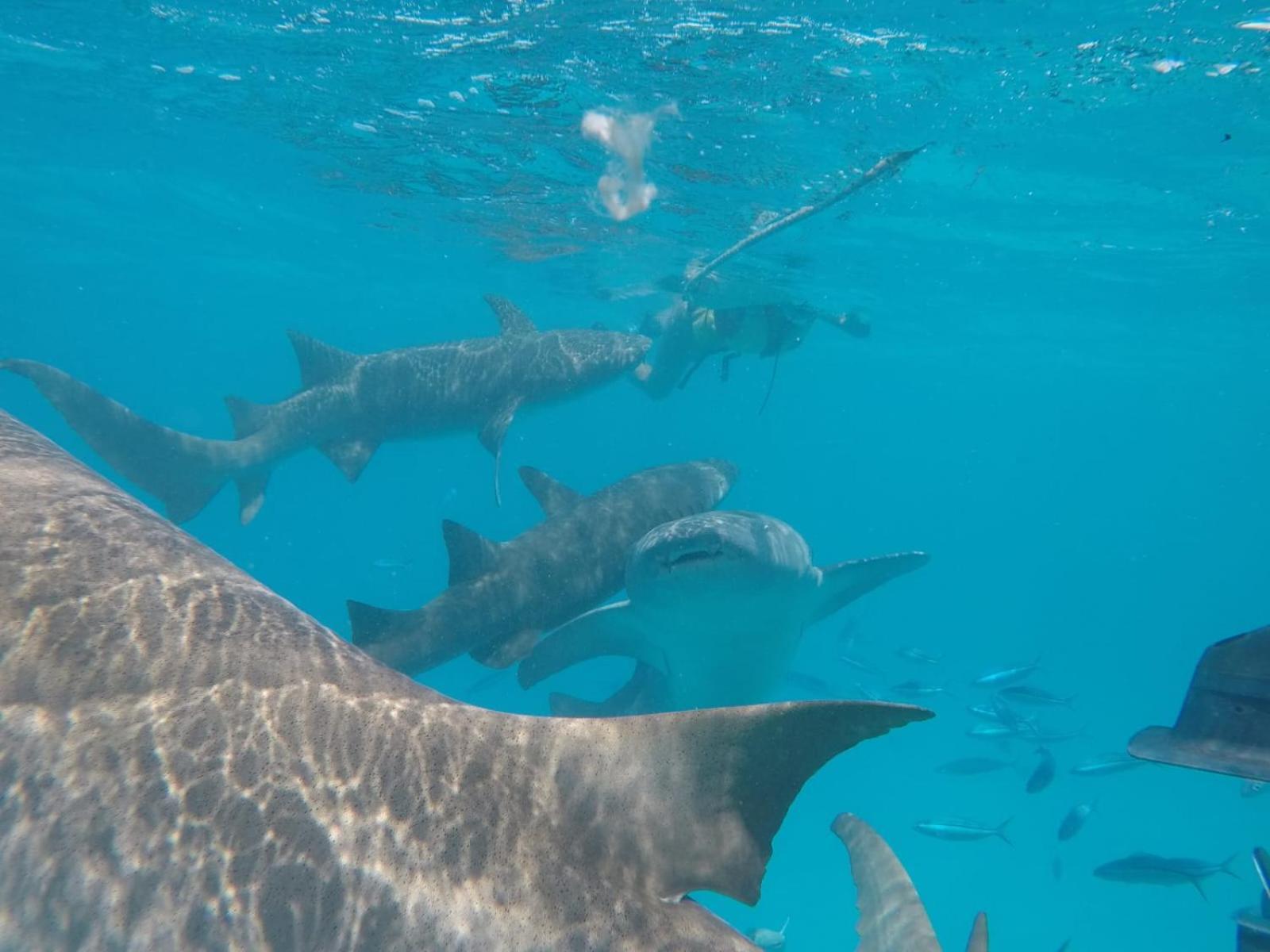 Moodhumaa Inn Guraidhoo  Dış mekan fotoğraf