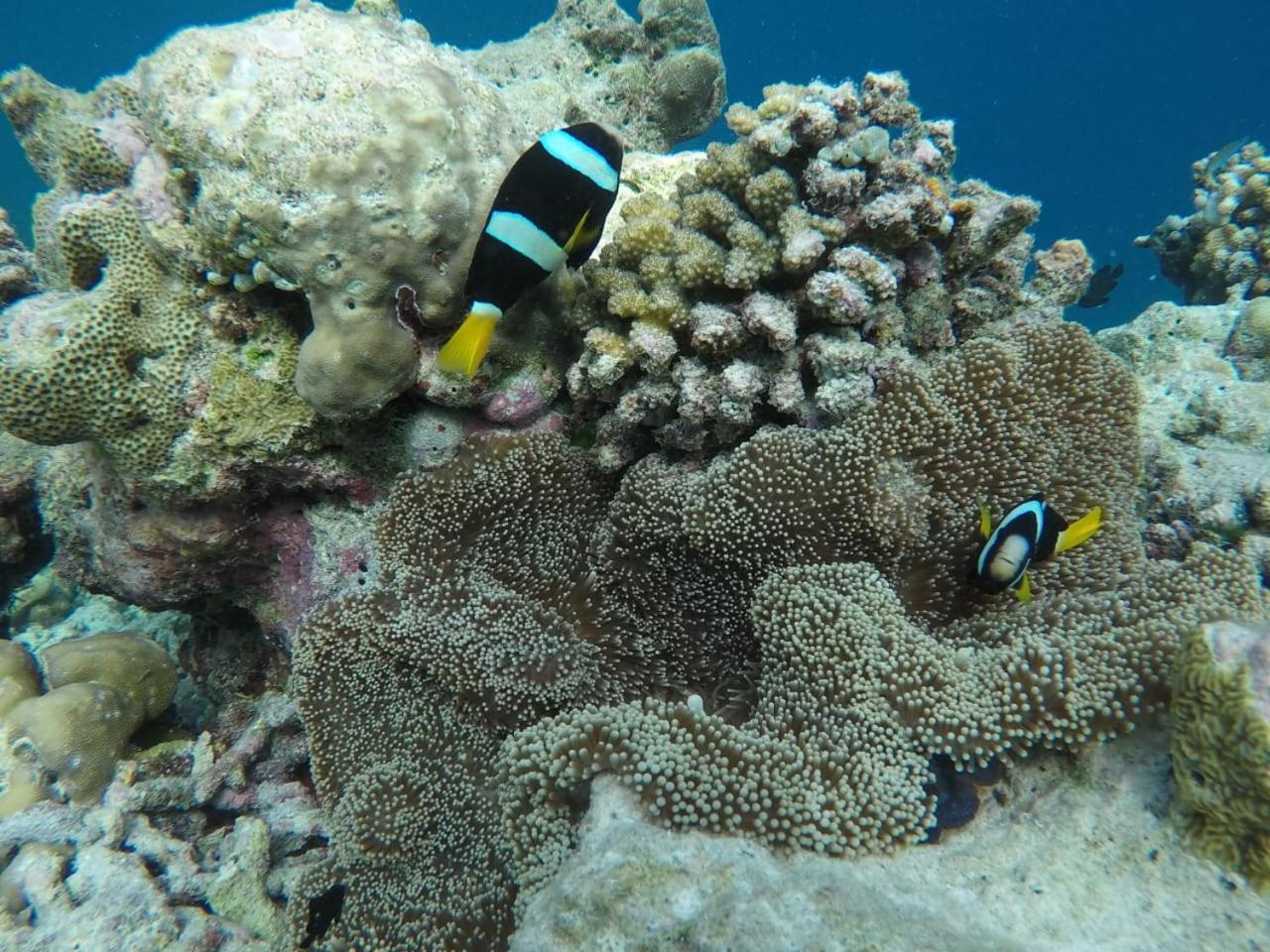 Moodhumaa Inn Guraidhoo  Dış mekan fotoğraf