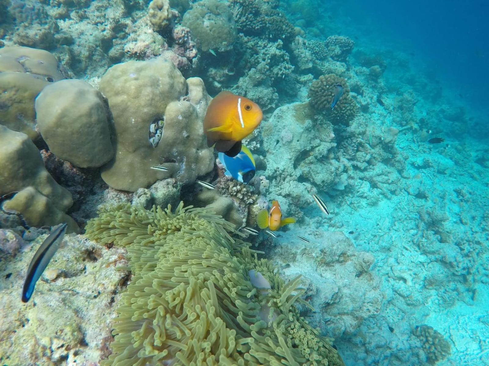 Moodhumaa Inn Guraidhoo  Dış mekan fotoğraf