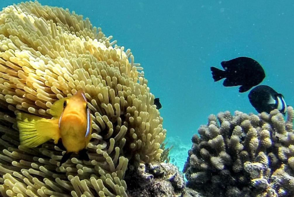 Moodhumaa Inn Guraidhoo  Dış mekan fotoğraf