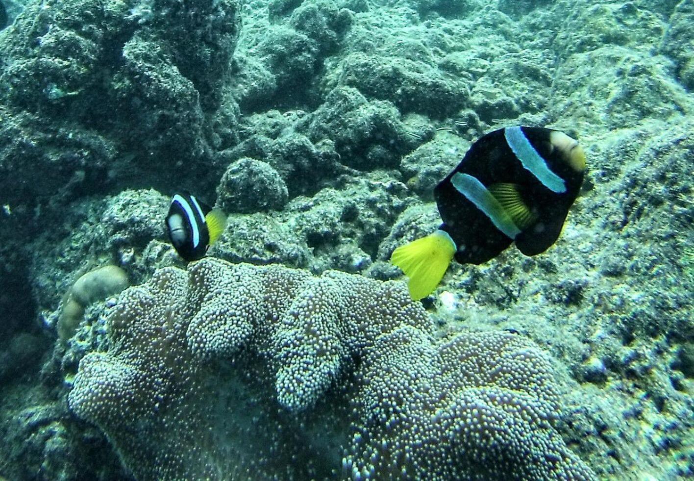 Moodhumaa Inn Guraidhoo  Dış mekan fotoğraf
