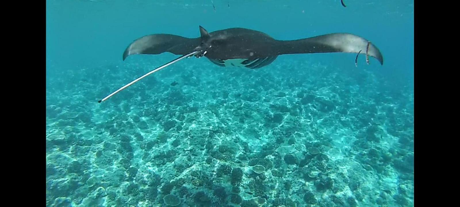 Moodhumaa Inn Guraidhoo  Dış mekan fotoğraf