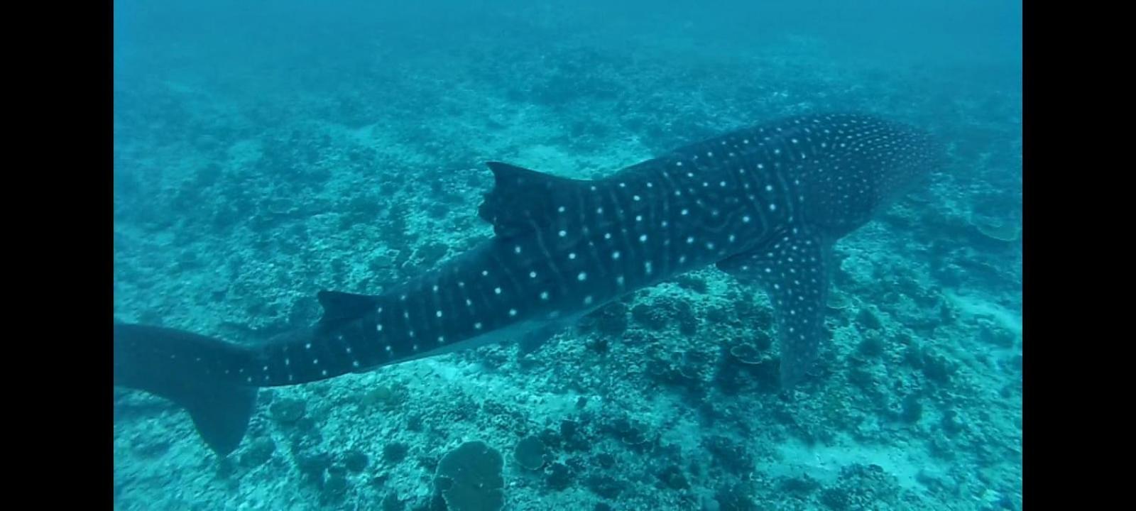 Moodhumaa Inn Guraidhoo  Dış mekan fotoğraf