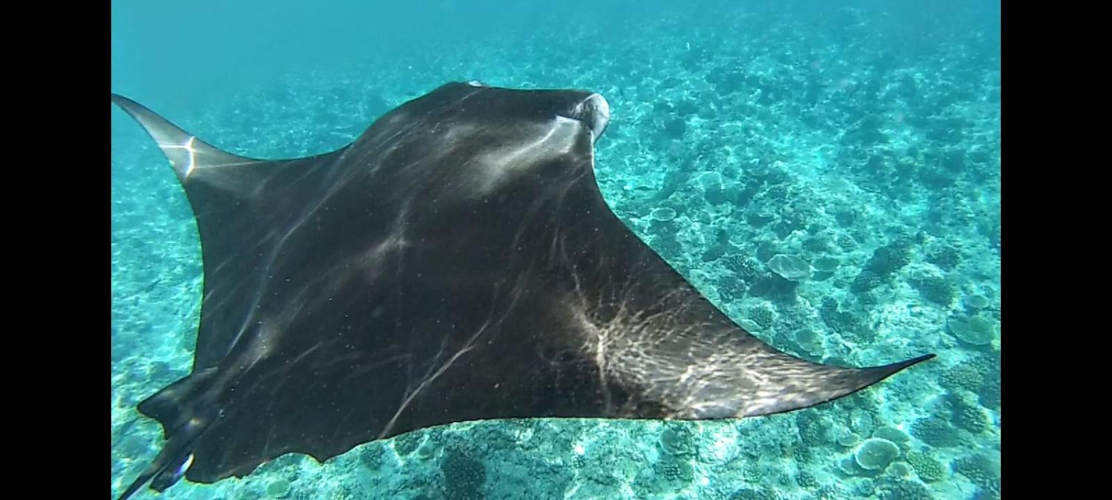 Moodhumaa Inn Guraidhoo  Dış mekan fotoğraf