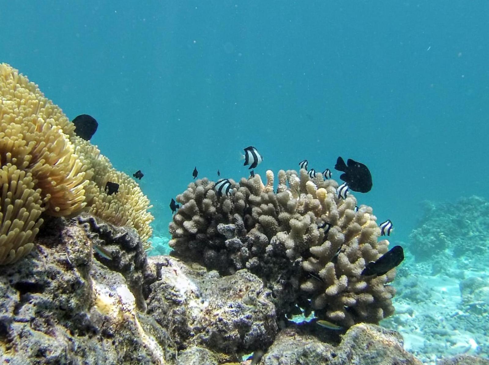 Moodhumaa Inn Guraidhoo  Dış mekan fotoğraf