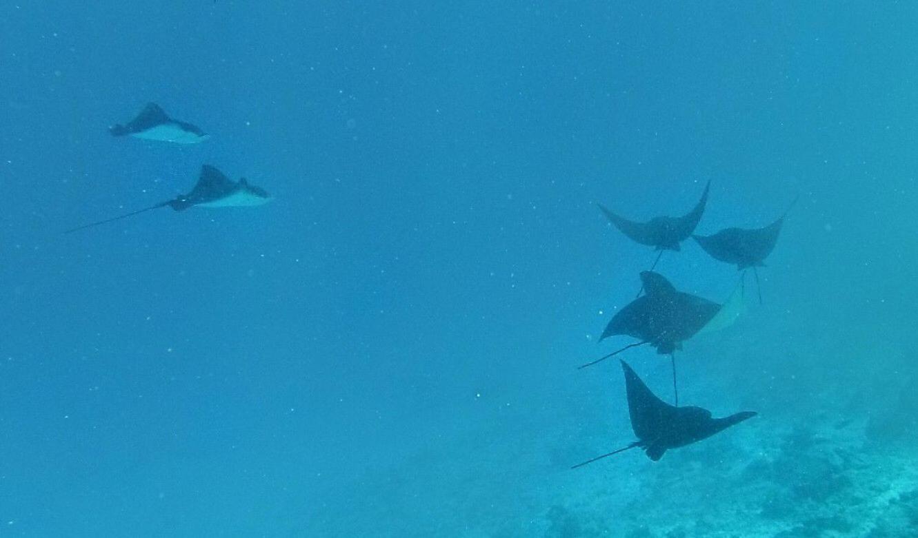 Moodhumaa Inn Guraidhoo  Dış mekan fotoğraf