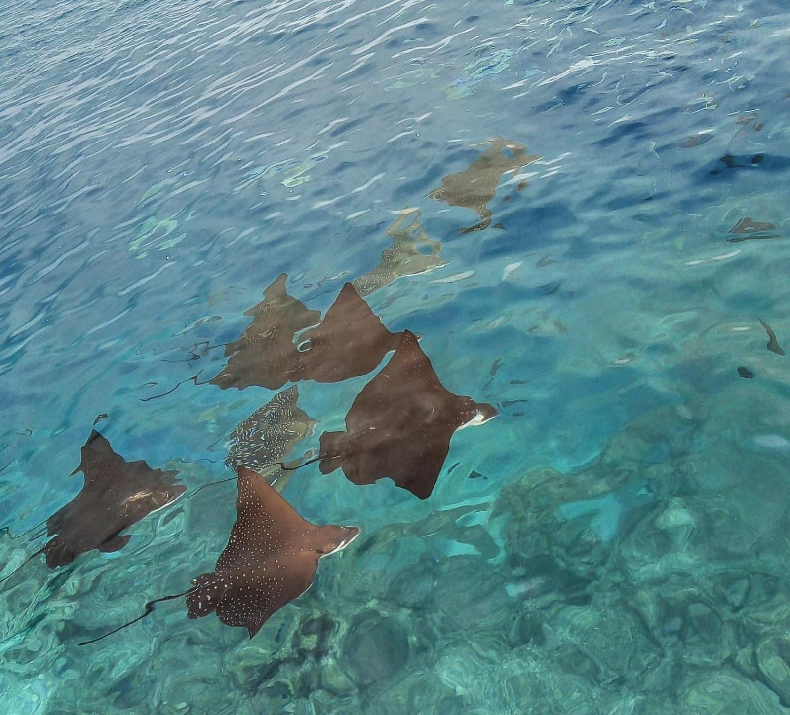 Moodhumaa Inn Guraidhoo  Dış mekan fotoğraf