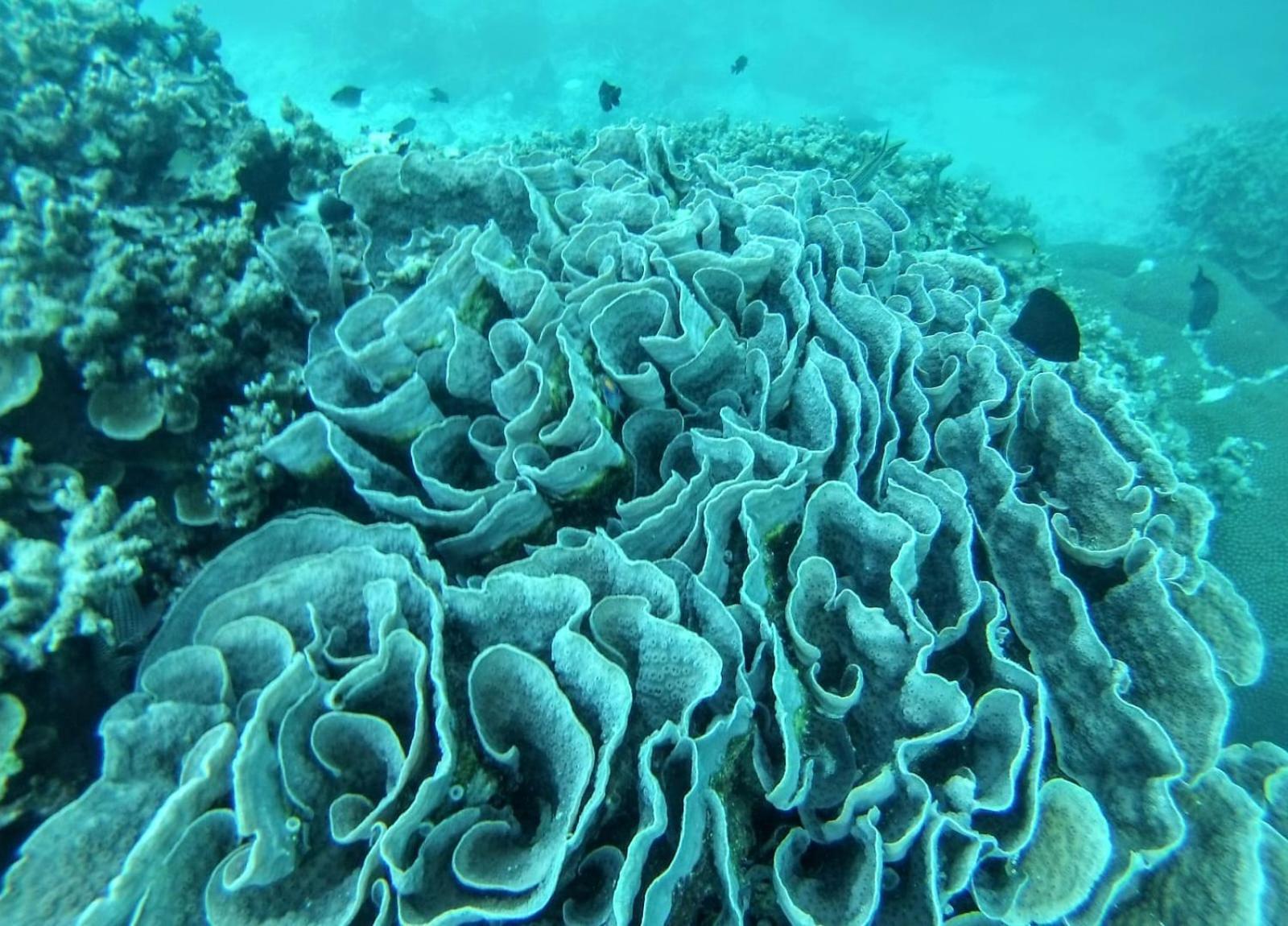 Moodhumaa Inn Guraidhoo  Dış mekan fotoğraf