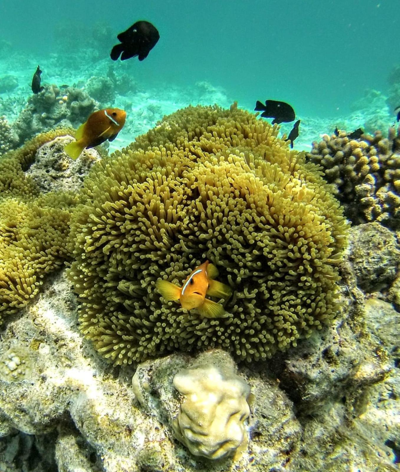 Moodhumaa Inn Guraidhoo  Dış mekan fotoğraf