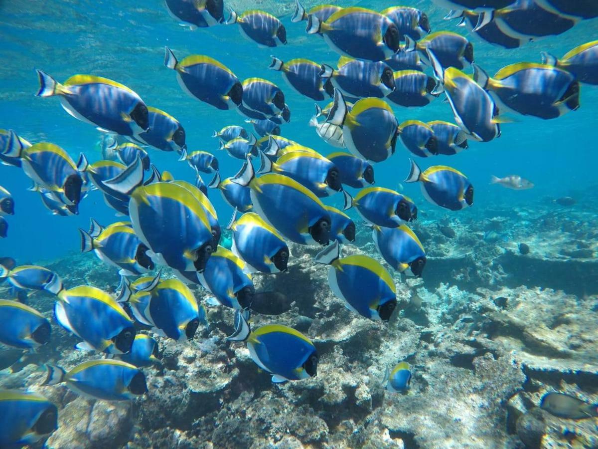 Moodhumaa Inn Guraidhoo  Dış mekan fotoğraf