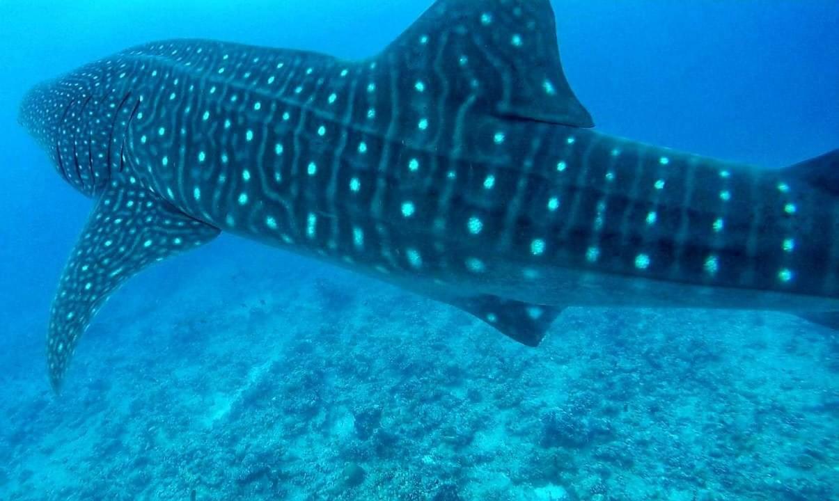 Moodhumaa Inn Guraidhoo  Dış mekan fotoğraf