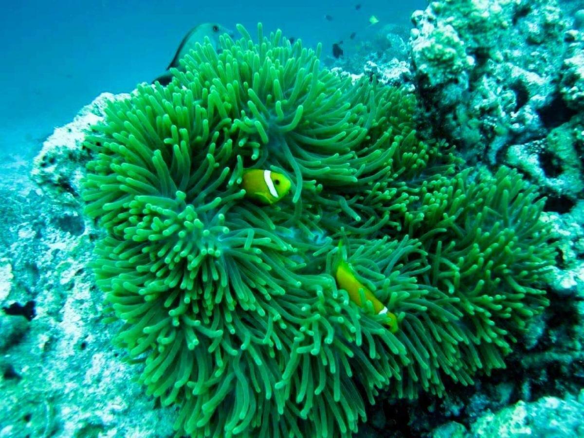 Moodhumaa Inn Guraidhoo  Dış mekan fotoğraf